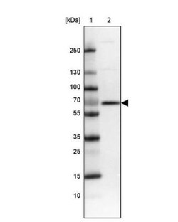 TM9SF4 Antibody, Novus Biologicals 0.1mL; Unlabeled:Antibodies, Polyclonal