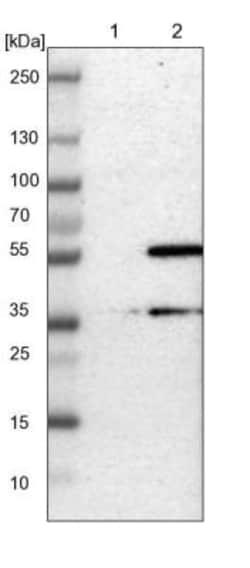 TMBIM1 Antibody, Novus Biologicals 0.1mL; Unlabeled:Antibodies, Polyclonal