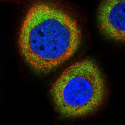 TMC2 Antibody, Novus Biologicals:Antibodies:Primary Antibodies