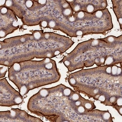 TMC5 Antibody, Novus Biologicals:Antibodies:Primary Antibodies