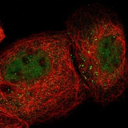 TMCC2 Antibody, Novus Biologicals:Antibodies:Primary Antibodies