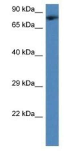 TMCO3 Antibody, Novus Biologicals:Antibodies:Primary Antibodies