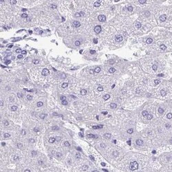 TMCO5 Antibody, Novus Biologicals:Antibodies:Primary Antibodies
