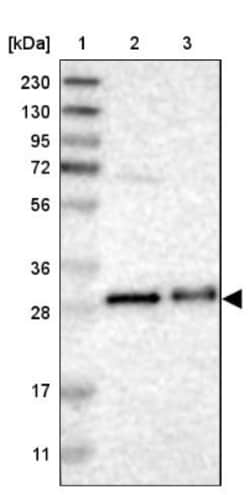 TMED1 Antibody, Novus Biologicals 0.1mL; Unlabeled:Antibodies, Polyclonal