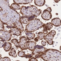 TMED3 Antibody, Novus Biologicals 0.1mL; Unlabeled:Antibodies, Polyclonal