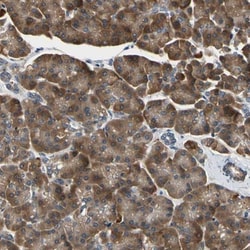 TMED7 Antibody, Novus Biologicals:Antibodies:Primary Antibodies