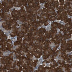 TMED9 Antibody, Novus Biologicals 0.1mL; Unlabeled:Antibodies, Polyclonal