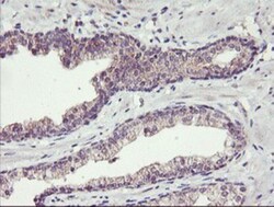 TMEFF2/Tomoregulin-2 Antibody (OTI1F9), Novus Biologicals 0.1mL; Unlabeled:Antibodies,