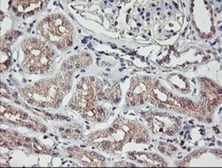 TMEFF2/Tomoregulin-2 Antibody (OTI1F9), Novus Biologicals 0.1mL; Unlabeled:Antibodies,