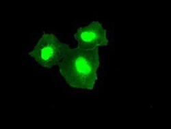 TMEM100 Antibody (OTI10G3), Novus Biologicals 0.1mL; Unlabeled:Antibodies,
