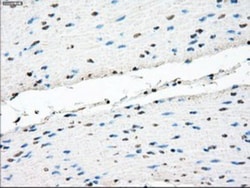 TMEM100 Antibody (OTI10G3), Novus Biologicals 0.1mL; Unlabeled:Antibodies,