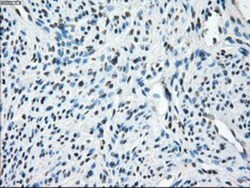 TMEM100 Antibody (OTI10G3), Novus Biologicals 0.1mL; Unlabeled:Antibodies,