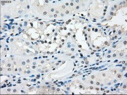 TMEM100 Antibody (OTI10G3), Novus Biologicals 0.1mL; Unlabeled:Antibodies,