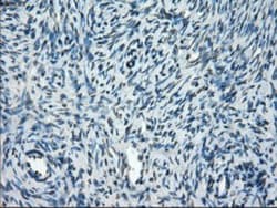 TMEM100 Antibody (OTI10G3), Novus Biologicals 0.1mL; Unlabeled:Antibodies,