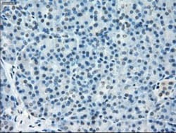 TMEM100 Antibody (OTI10G3), Novus Biologicals 0.1mL; Unlabeled:Antibodies,