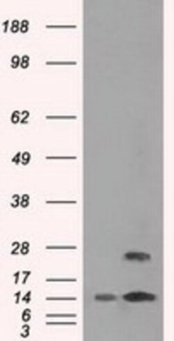 TMEM100 Antibody (OTI10G3), Novus Biologicals 0.1mL; Unlabeled:Antibodies,