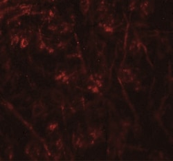 TMEM106A Antibody - BSA Free, Novus Biologicals:Antibodies:Primary Antibodies