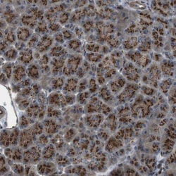 TMEM115 Antibody, Novus Biologicals 0.1mL; Unlabeled:Antibodies, Polyclonal