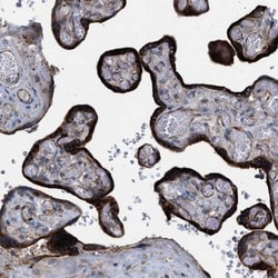 Trappin-2/Elafin/Skalp Antibody, Novus Biologicals:Antibodies:Primary Antibodies