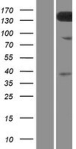Novus Biologicals&trade;&nbsp;TMEM132C Overexpression Lysate