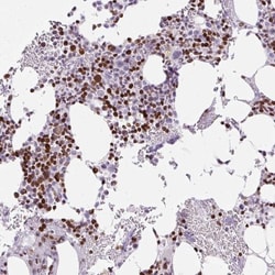 TMEM177 Antibody, Novus Biologicals 0.1mL; Unlabeled:Antibodies, Polyclonal