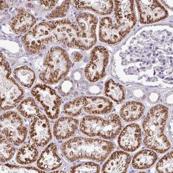 TMEM178B Antibody, Novus Biologicals:Antibodies:Primary Antibodies