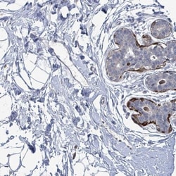 TMEM182 Antibody, Novus Biologicals 0.1mL; Unlabeled:Antibodies, Polyclonal
