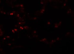 TMEM184B Antibody - BSA Free, Novus Biologicals 0.1mg; Unlabeled:Antibodies,