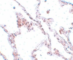 TMEM184B Antibody - BSA Free, Novus Biologicals 0.1mg; Unlabeled:Antibodies,