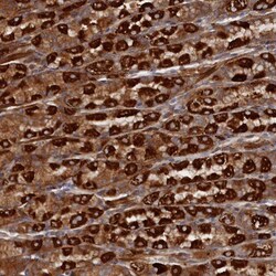 TMEM196 Antibody, Novus Biologicals 25 &mu;L, Unlabeled:Antibodies, Polyclonal