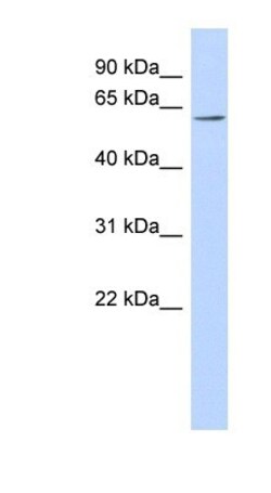 TMEM209 Antibody, Novus Biologicals:Antibodies:Primary Antibodies
