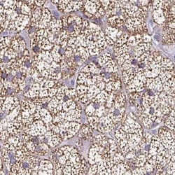 TMEM219 Antibody, Novus Biologicals:Antibodies:Primary Antibodies