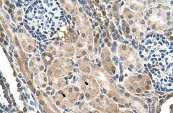 TMEM231 Antibody, Novus Biologicals:Antibodies:Primary Antibodies