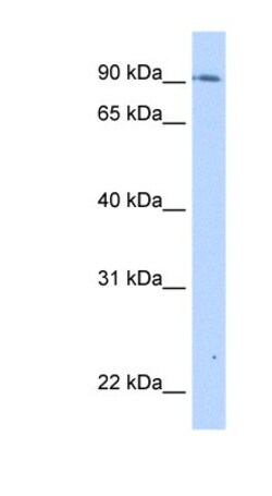 TMEM24 Antibody, Novus Biologicals 0.05mg; Unlabeled:Antibodies, Polyclonal
