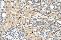 TMEM30A Antibody, Novus Biologicals 100 &mu;L | Buy Online | Novus Biologicals | Fisher Scientific