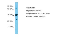 TMEM30A Antibody, Novus Biologicals 100 &mu;L | Buy Online | Novus Biologicals | Fisher Scientific