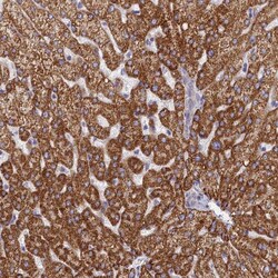TMEM30B Antibody, Novus Biologicals 25 &mu;L; Unlabeled:Antibodies, Polyclonal
