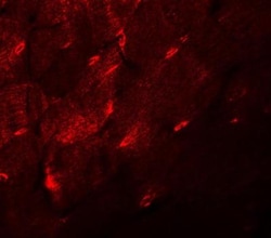 TMEM38A Antibody - BSA Free, Novus Biologicals 0.1mg; Unlabeled:Antibodies,