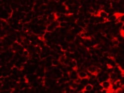 TMEM38B Antibody - BSA Free, Novus Biologicals 0.1mg; Unlabeled:Antibodies,