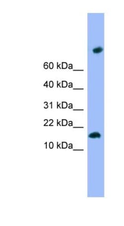 TMEM42 Antibody, Novus Biologicals:Antibodies:Primary Antibodies
