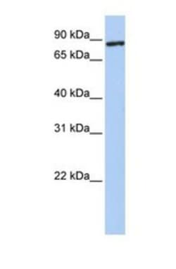 TMEM63A Antibody, Novus Biologicals 0.05mg; Unlabeled:Antibodies, Polyclonal