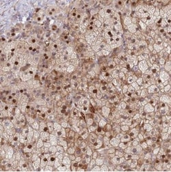 TMEM90A Antibody, Novus Biologicals:Antibodies:Primary Antibodies