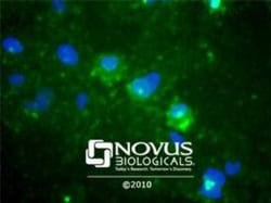 TMEM97 Antibody - BSA Free, Novus Biologicals 0.1mL; Unlabeled:Antibodies,