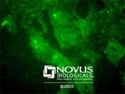 TMEM97 Antibody - BSA Free, Novus Biologicals 0.1mL; Unlabeled:Antibodies,