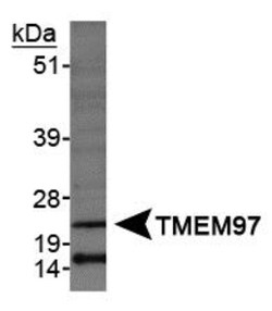 TMEM97 Antibody - BSA Free, Novus Biologicals 0.1mL; Unlabeled:Antibodies,