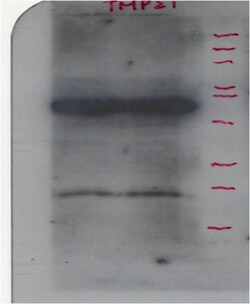 Tmp21/p23 Antibody - BSA Free, Novus Biologicals 0.025mL; Unlabeled:Antibodies,