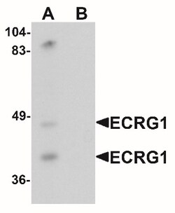 TMPRSS11A Antibody - BSA Free, Novus Biologicals:Antibodies:Primary Antibodies