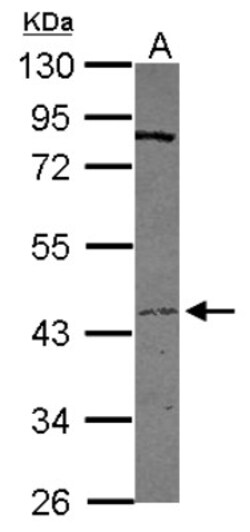 Airway Trypsin-like Protease/HAT/TMPRSS11D Antibody, Novus Biologicals 0.1 mL | Buy Online | Novus Biologicals | Fisher Scientific