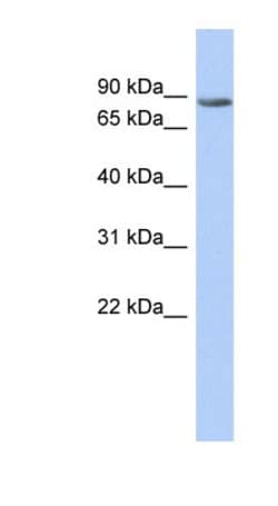 TMTC1 Antibody, Novus Biologicals 20&mu;L; Unlabeled:Antibodies, Polyclonal