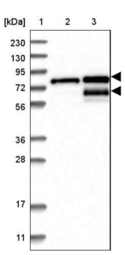 TMTC2 Antibody, Novus Biologicals 25 &mu;L; Unlabeled:Antibodies, Polyclonal